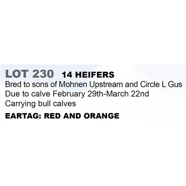 14 hd Bred Heifers