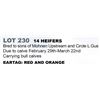 Image 1 : 14 hd Bred Heifers