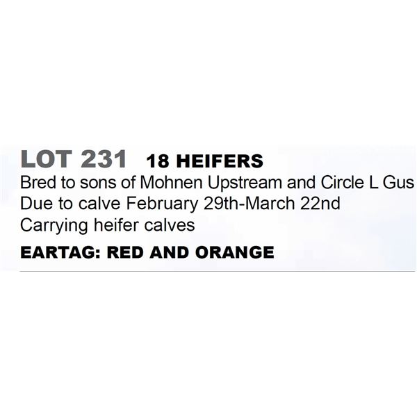18 hd Bred Heifers
