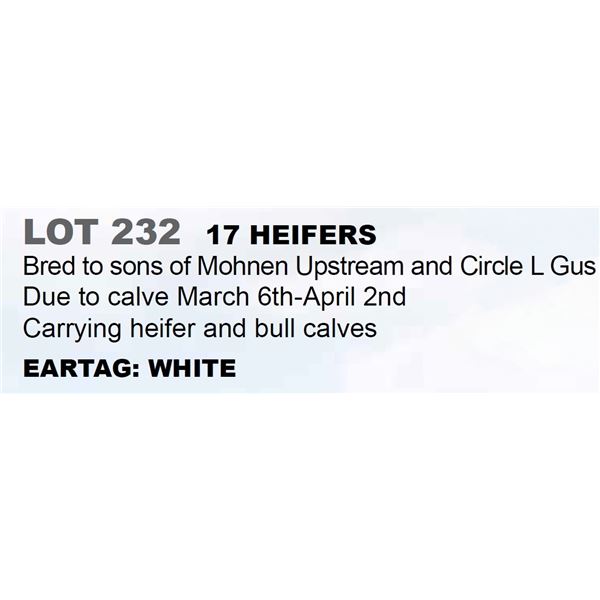17 hd Bred Heifers