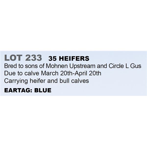 35 hd Bred Heifers