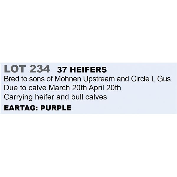 37 hd Bred Heifers
