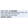 Image 1 : 37 hd Bred Heifers