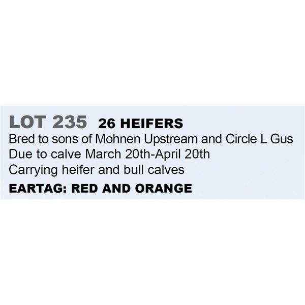 26 hd Bred Heifers