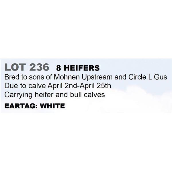 8 hd Bred Heifers