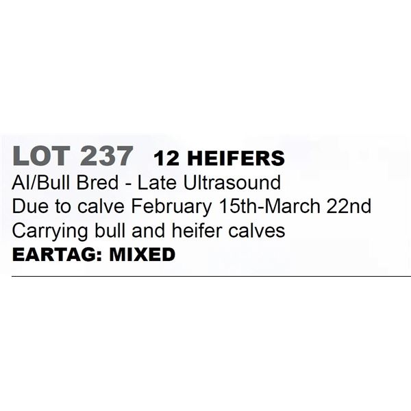 12 hd Bred Heifers