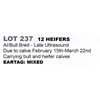 Image 1 : 12 hd Bred Heifers