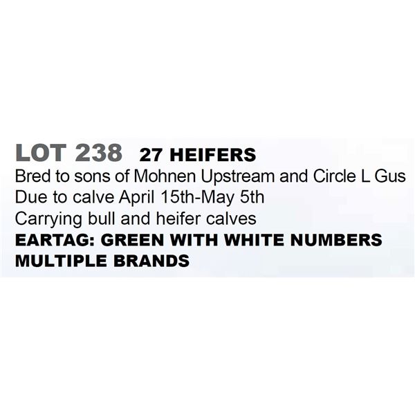 27 Bred Heifers