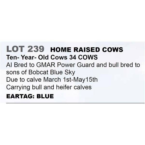 34 hd 10 yr old Bred Cows