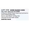 Image 1 : 34 hd 10 yr old Bred Cows