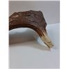 Image 4 : Moose Antler Metis Themed Carving by Jerome - 1997 - 23" x 18" - PICK UP