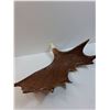Image 5 : Moose Antler Metis Themed Carving by Jerome - 1997 - 23" x 18" - PICK UP