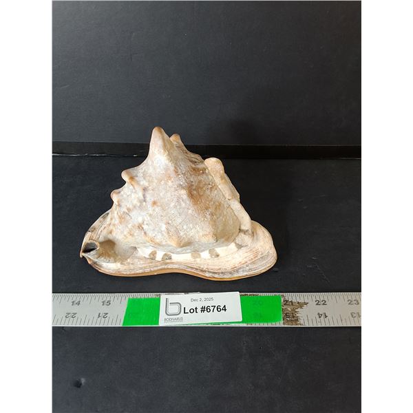 Decorative Seashell Up to 6.5"