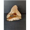 Image 2 : Decorative Seashell Up to 6.5"