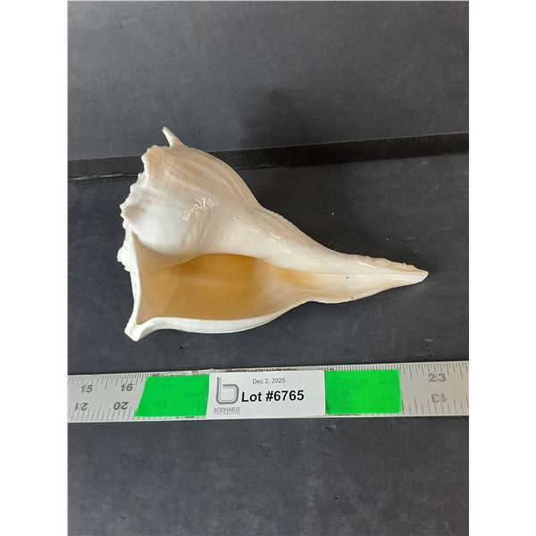 Decorative Seashell 6.75"