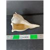 Image 1 : Decorative Seashell 6.75"