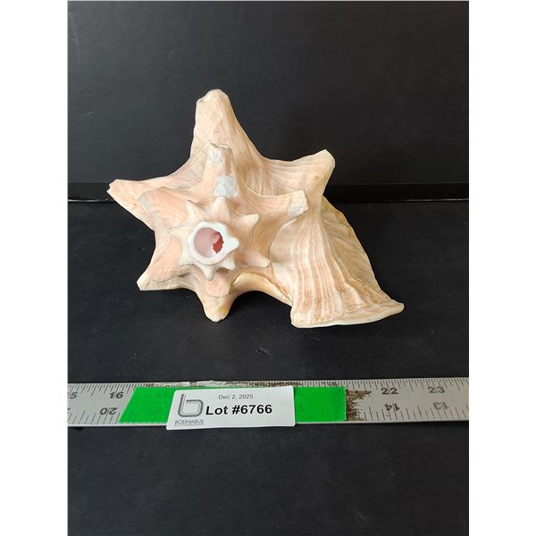 Decorative Seashell Up to 9"