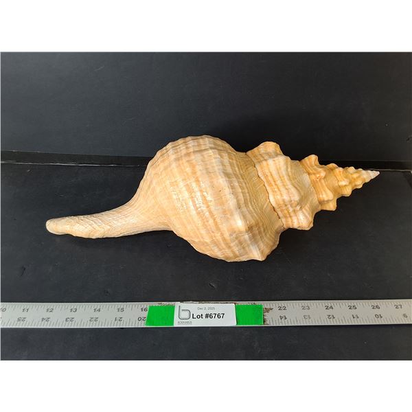 Decorative Seashell Up to 16"