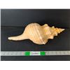 Image 1 : Decorative Seashell Up to 16"