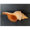 Image 2 : Decorative Seashell Up to 16"