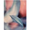 Image 4 : SAM SHORT CIBACHROME 1997 ORCHID PHOTO 1/10 PRINT.