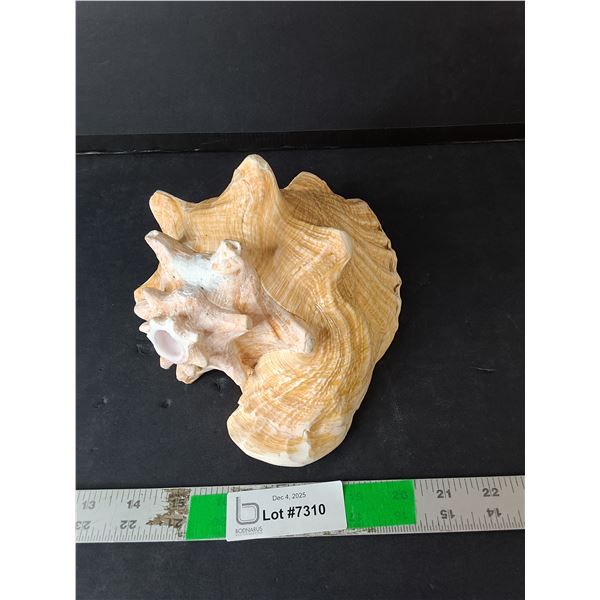 Decorative Seashell Up to 8.5"