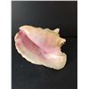 Image 2 : Decorative Seashell Up to 8.5"