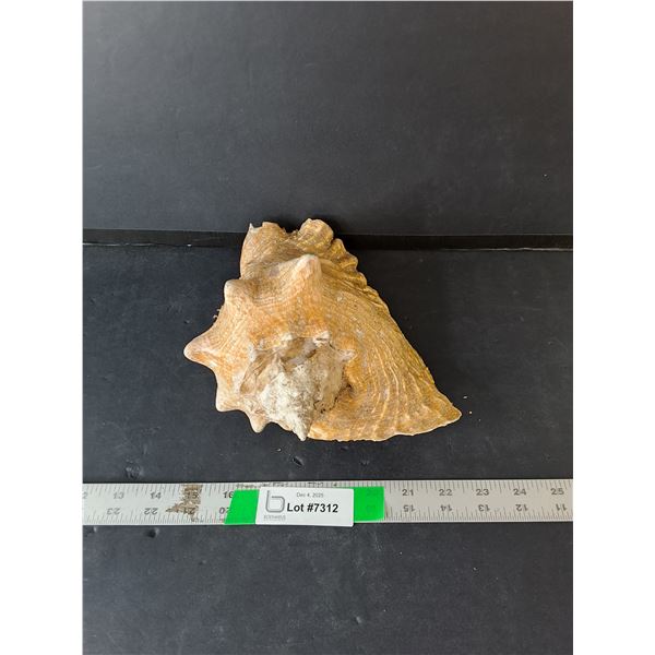 Decorative Seashell Up to 9.5"