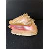 Image 2 : Decorative Seashell Up to 9.5"