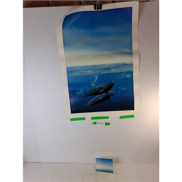 Dolphin Poster 31" x 22" & Matching Postcard Print