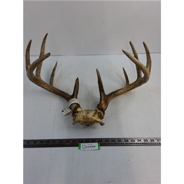 10-Point Deer Antler Rack - 19x15x11"