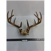 Image 1 : 10-Point Deer Antler Rack - 19x15x11"
