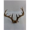 Image 2 : 10-Point Deer Antler Rack - 19x15x11"