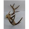 Image 3 : 10-Point Deer Antler Rack - 19x15x11"