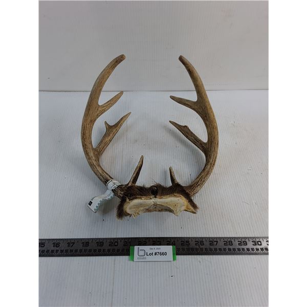 9-Point Antelope Antler Rack - 12x11x8"