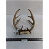 Image 1 : 9-Point Antelope Antler Rack - 12x11x8"