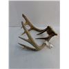 Image 3 : 9-Point Antelope Antler Rack - 12x11x8"