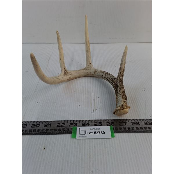 4-Point Deer Antler