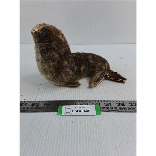 Furry Seal Pup
