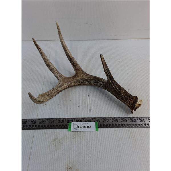4-Point Deer Antler - 13" Longest