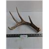 Image 1 : 4-Point Deer Antler - 13" Longest