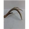 Image 2 : 4-Point Deer Antler - 13" Longest