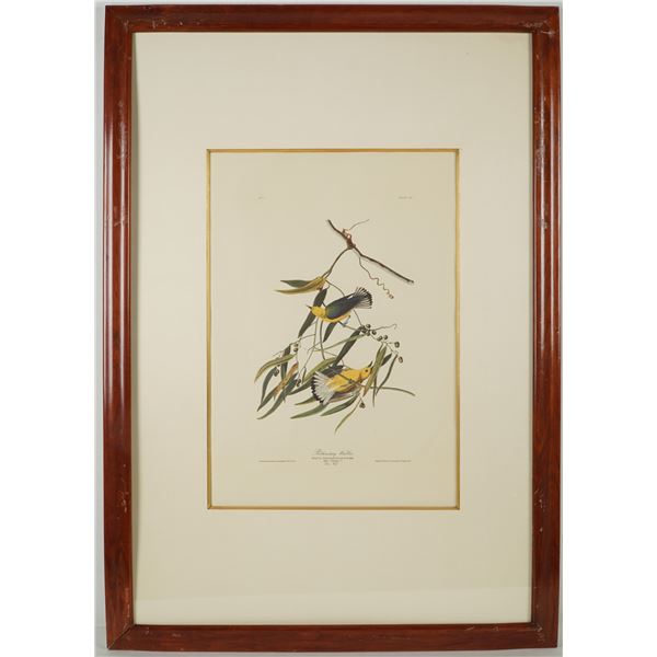 John James Audubon, Photo Offset Lithograph, Prothonotary Warbler, 1971