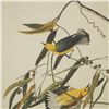 Image 2 : John James Audubon, Photo Offset Lithograph, Prothonotary Warbler, 1971