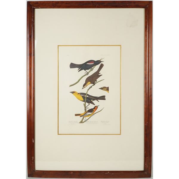 John James Audubon Framed Birds of America Photo Offset Lithograph 1971