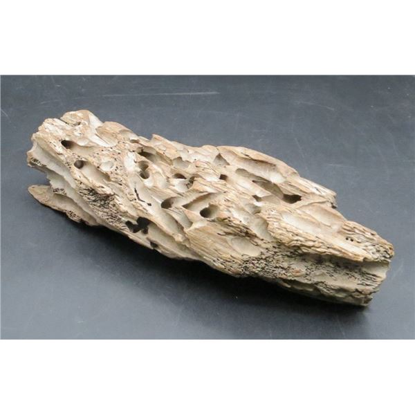Unique Petrified Wood 10" Long