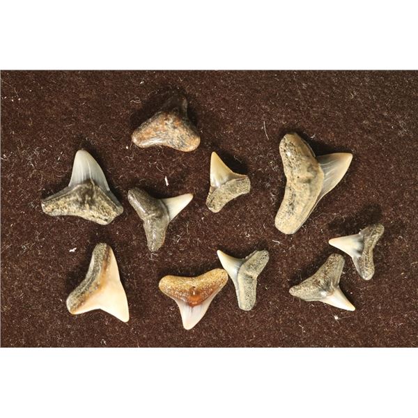 10 MIOCENE ERA SHARKS TEETH, 5-23 MILLION YEARS