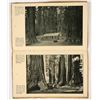 Image 3 : Big Trees of California! Southern Pacific Tourist pamphlet, RPPC Plus! [205440]