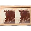 Image 3 : Yosemite, California Stereoview Collection, post-1900 [204604]