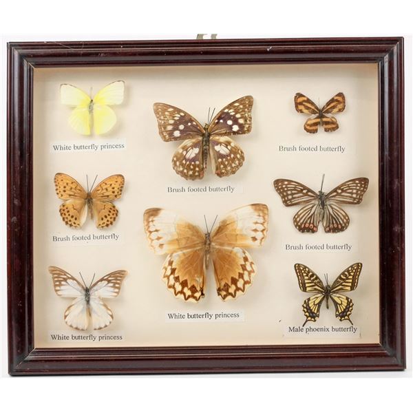 Framed Display of Eight Butterflies [207323]